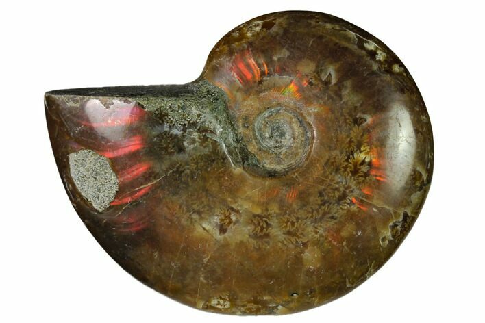Red Flash Ammonite Fossil - Madagascar #151770